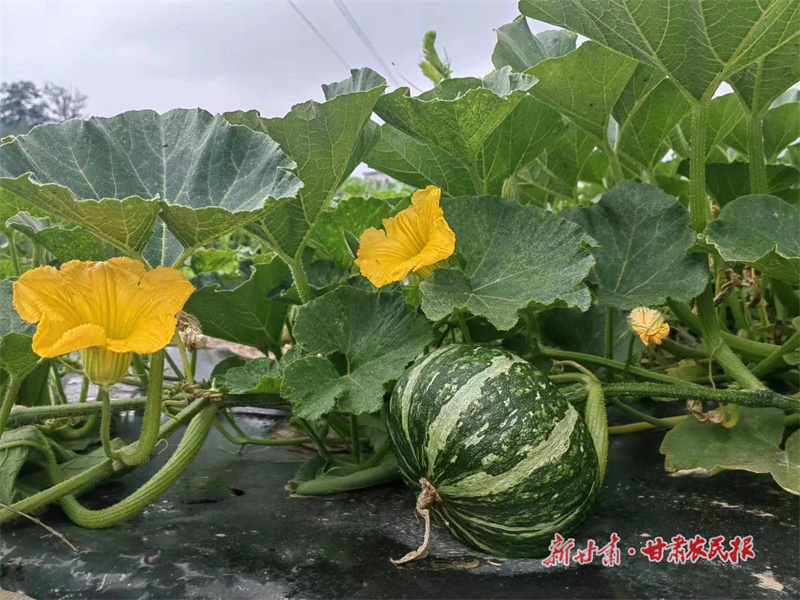 静宁：“蔬”写乡村振兴路