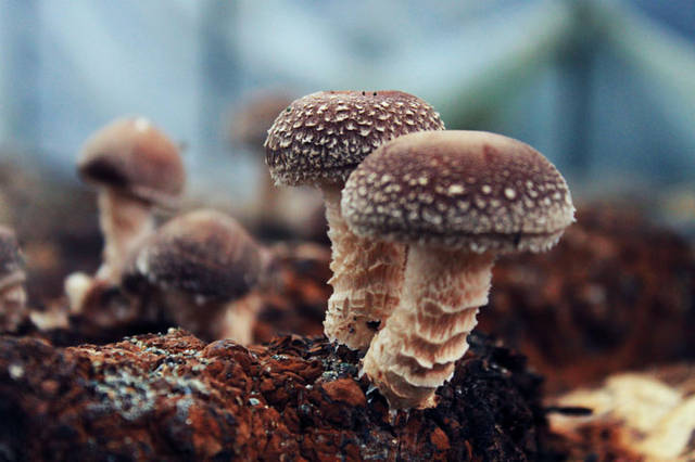 香菇高温减灾技术措施