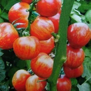 番茄“花脸”的防治措施