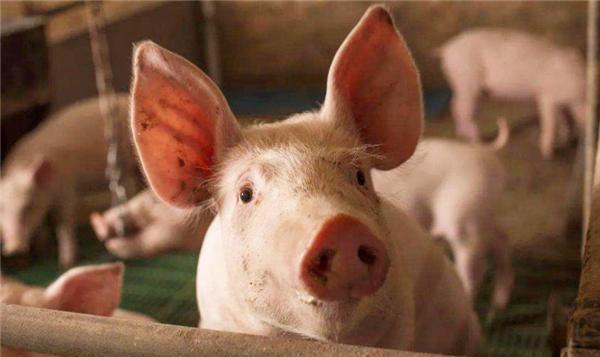 夏季养猪如何管理？