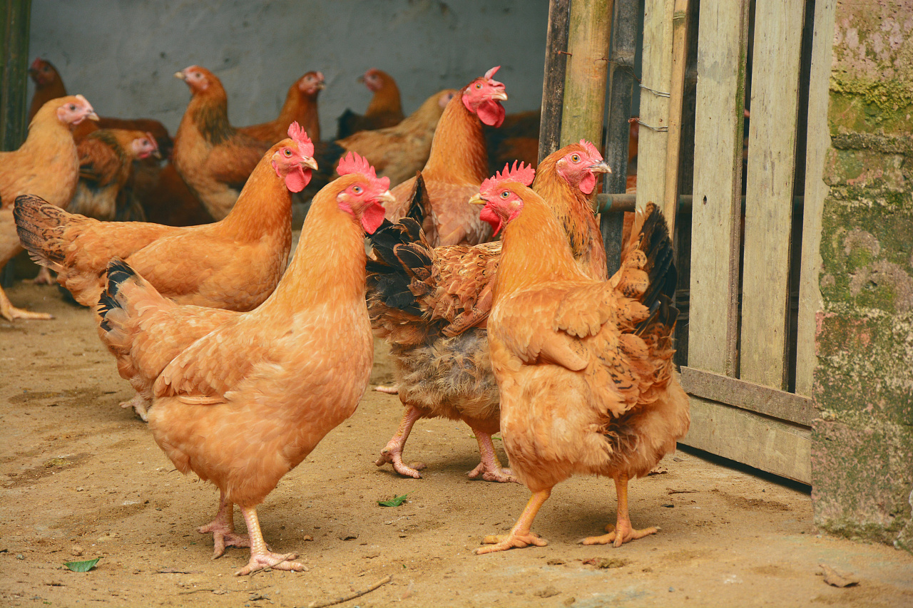 养鸡必备的三种药及注意细节