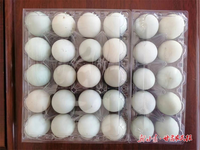 静宁：致富路上抓“鸡”遇 助力乡村振兴加速跑