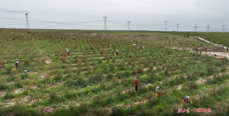 国内规模较大的有机枸杞种植园区亮相第六届甘肃·靖远枸杞采摘节