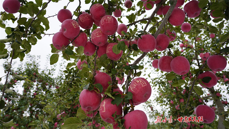 “静宁苹果”荣获2023年中华品牌商标博览会金奖