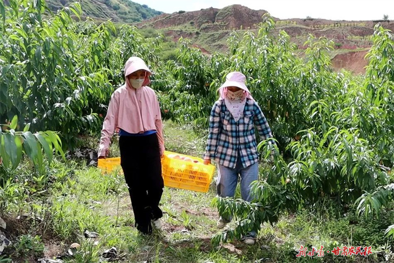 麦积渭南镇：桃子丰收 果香满园