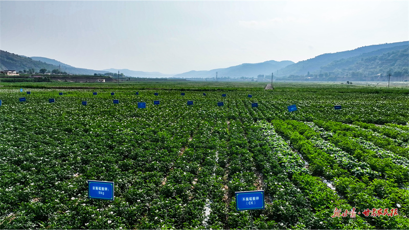 庄浪：“订单马铃薯”铺出“致富路”