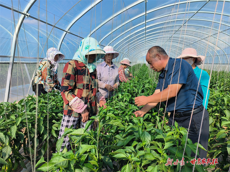 ​静宁：“菜棚子”成致富“绿色银行”