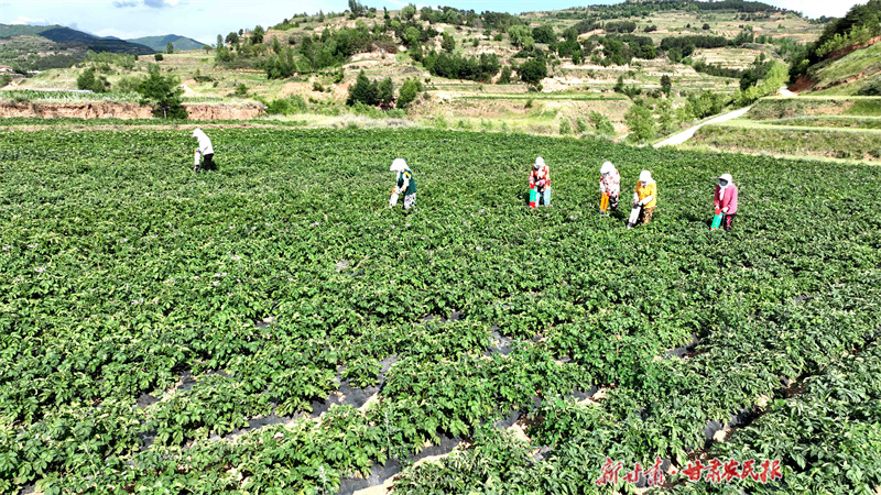科技助农！庄浪产业发展动力足