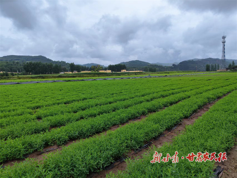 渭源：保质保量做活中药材产业集群