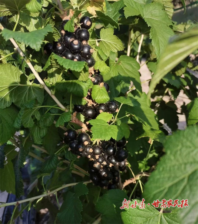 榆中：小小蓝莓树 致富大产业