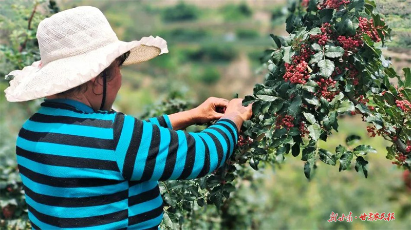 麦积区：发展花椒产业 致富一方百姓