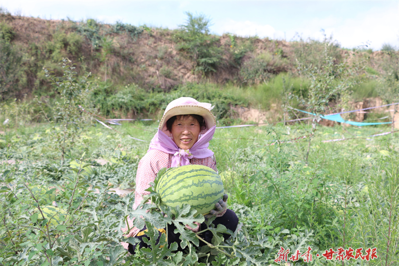 “甜蜜”产业，让静宁百姓增收劲头足