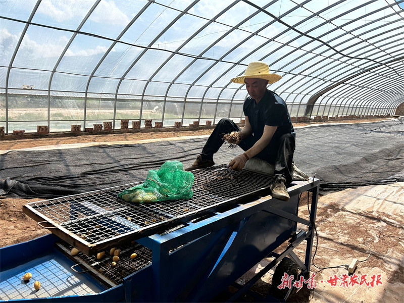 静宁：“金蛋蛋”壮大村集体经济