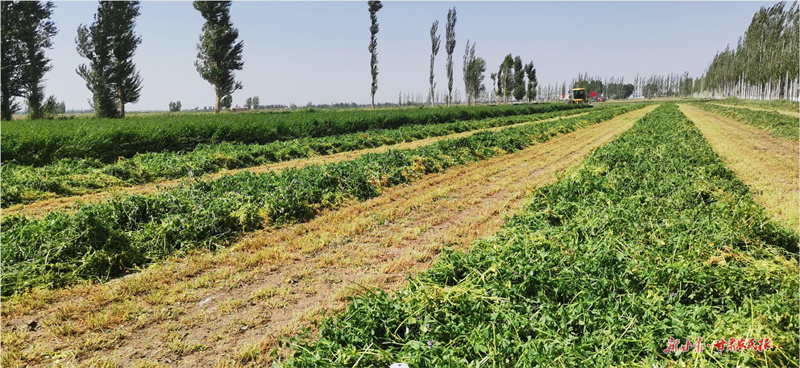 瓜州县河东镇：农机一体化助推“智慧农业”“蓄”势发展