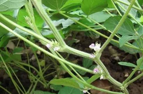 大豆中后期田间管理技术意见