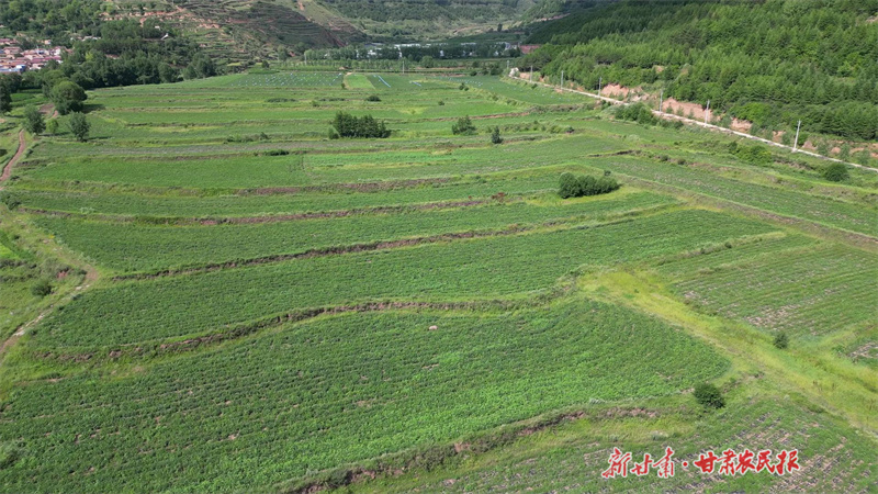 庄浪：青山满药香 产业蕴新机