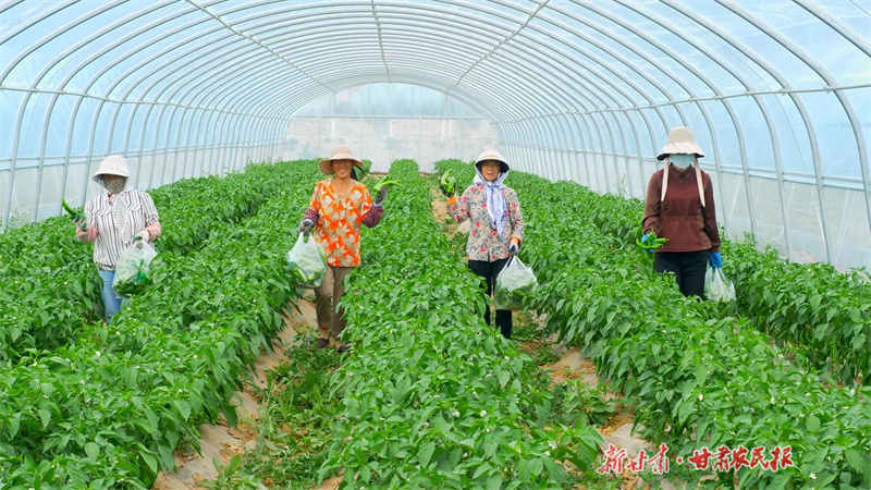 静宁细巷镇：蔬菜产业促振兴