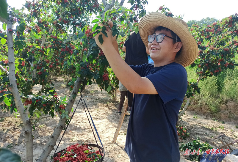 甘谷谢家湾乡：椒农采摘忙 椒香映山红
