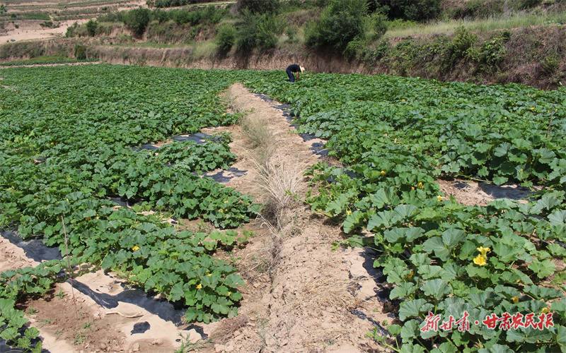 庄浪：西瓜丰收“钱”景好