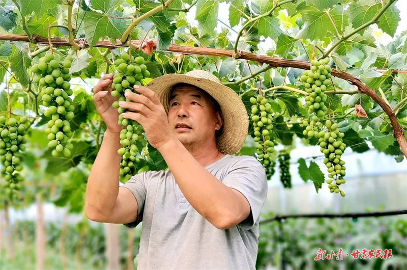 麦积区社棠镇柏林村：小苗孕育村民“致富果”