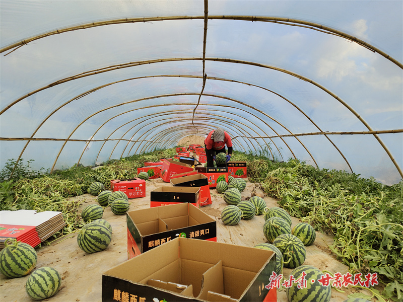 静宁：“甜蜜产业”让百姓生活有“奔头”