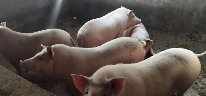 初秋，如何做好猪病的预防