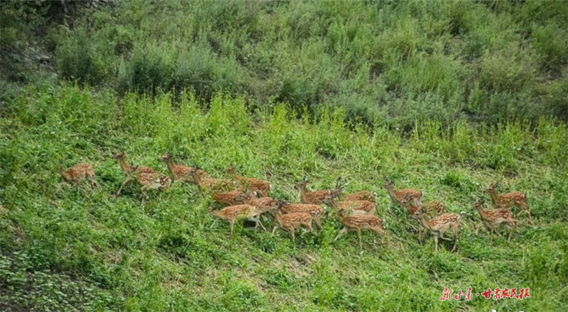 ​甘谷：游梅花鹿生态养殖观光基地 观田园风光自然美景