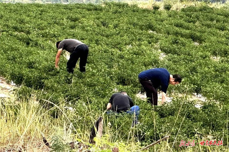 ​麦积区石佛镇：辣椒迎秋 “丰”景如画
