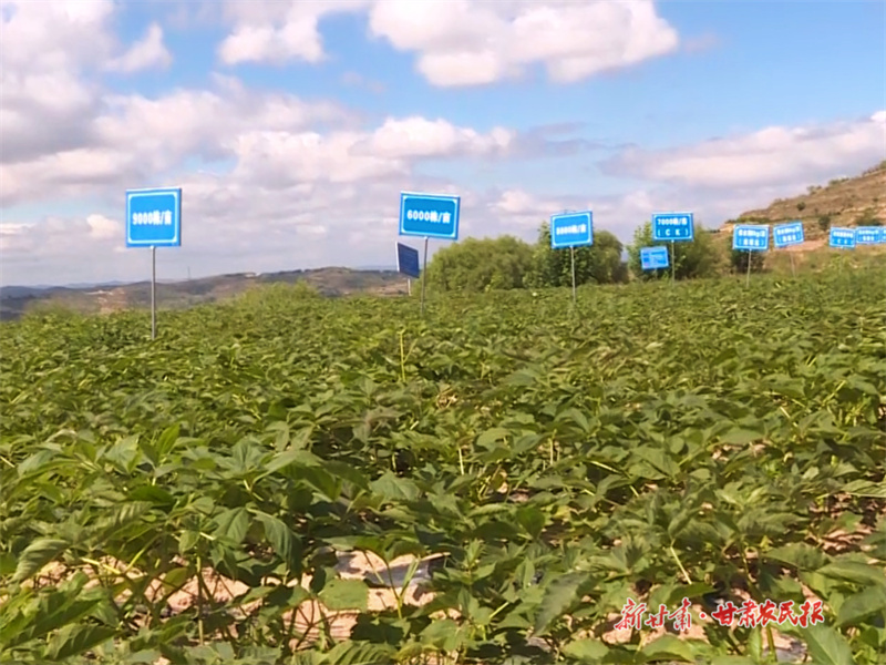 庄浪：标准化试验田助力中药材提质增效