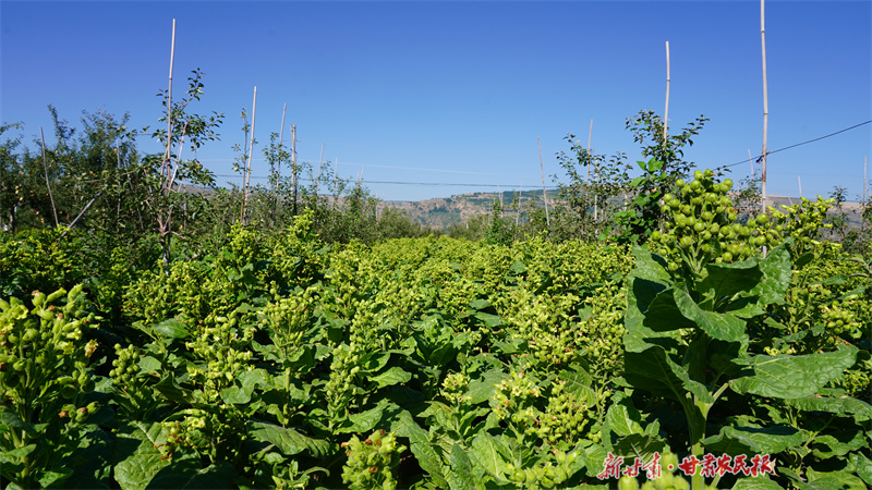 静宁：园里套种助力百姓增收