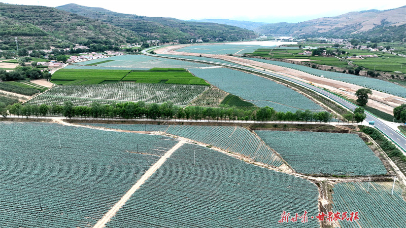 庄浪：“高原夏菜”为乡村振兴添底色