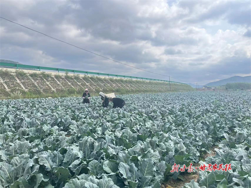 ​庄浪：“蔬”写致富好“钱”景