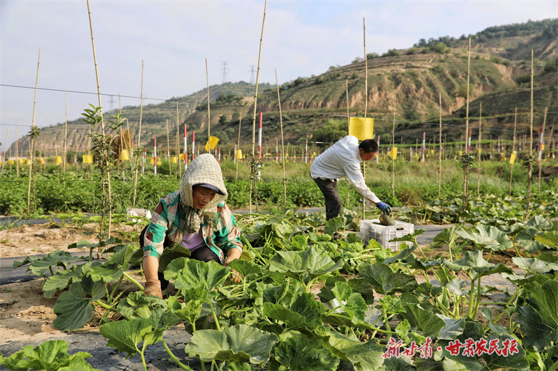 静宁：套种南瓜“俏”市场

