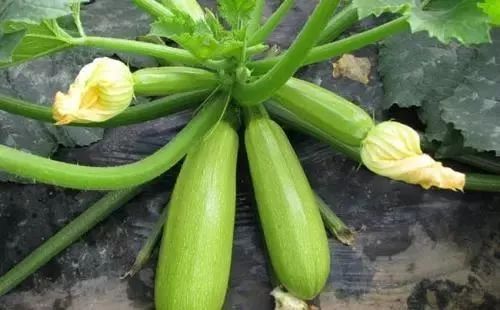 西葫芦种植的关键技术