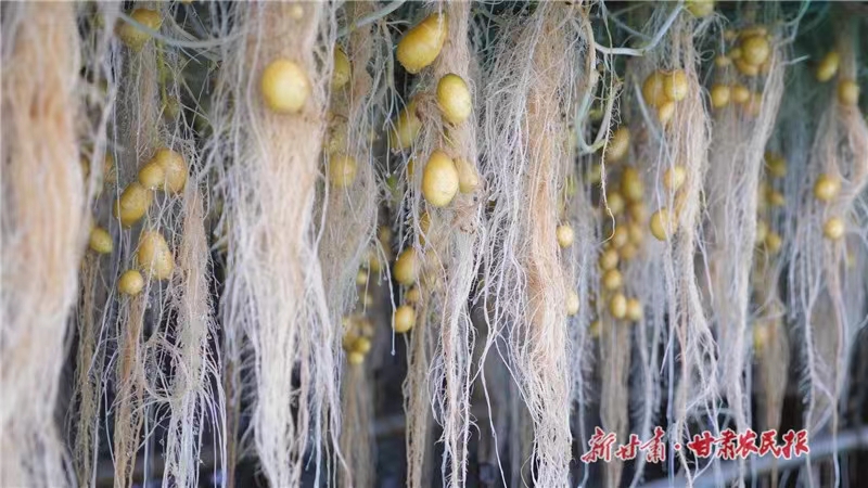 打好区域特色优势牌 打造种业发展新高地——定西市建成百亿级种子种业产业链