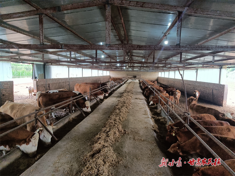 庄浪：做强牛业奔富路