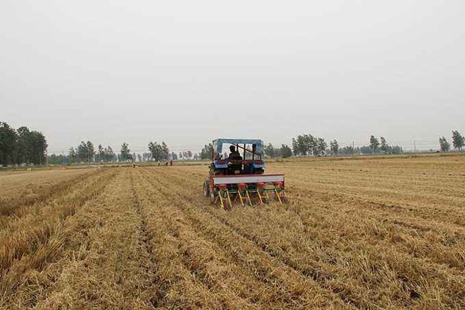 秋播作物要着重施用磷肥