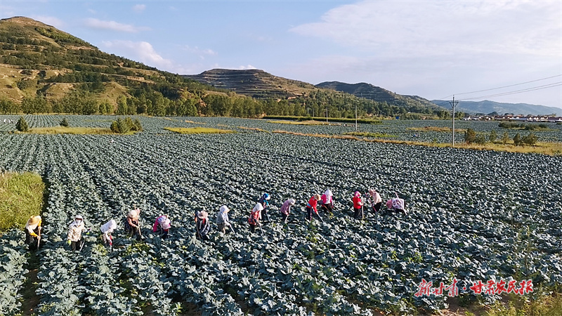 庄浪：小小西兰花种出好“丰”景