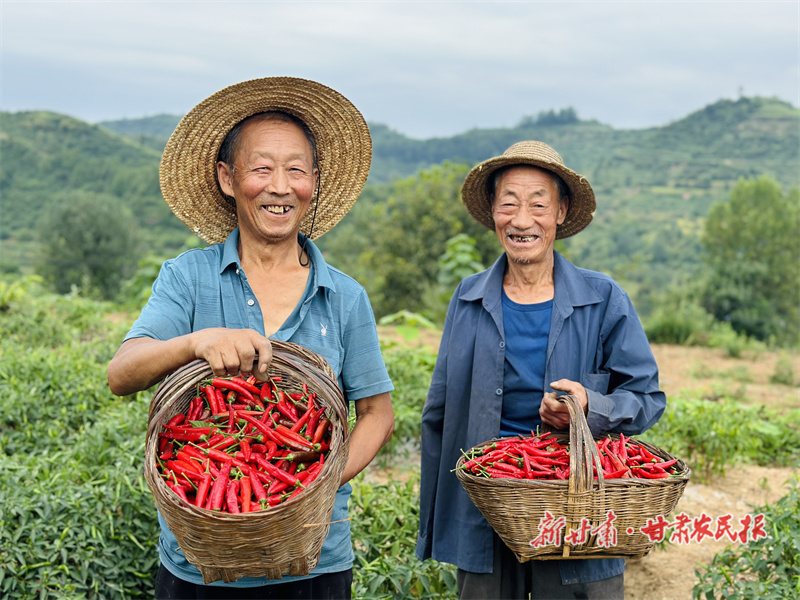 朝天椒喜获丰收