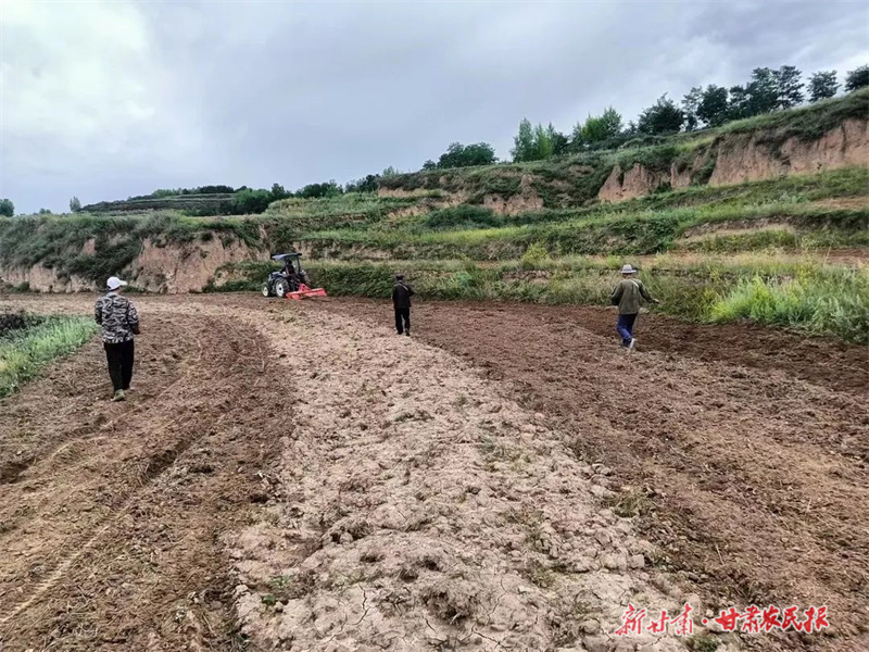 庄浪：麦后复种再谱“增收曲”