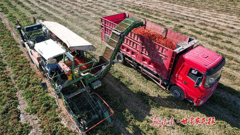 番茄采收