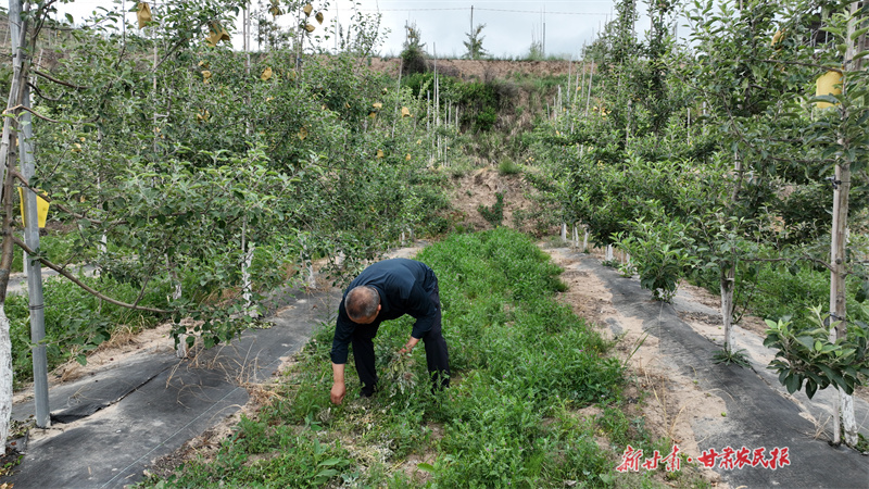 庄浪：果园种绿肥 “润”田更护果