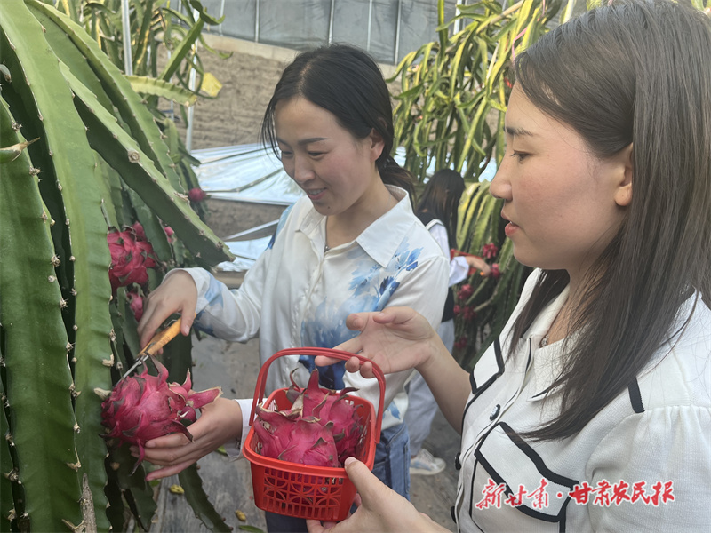 “红火”上市！静宁县火龙果让百姓日子“红”