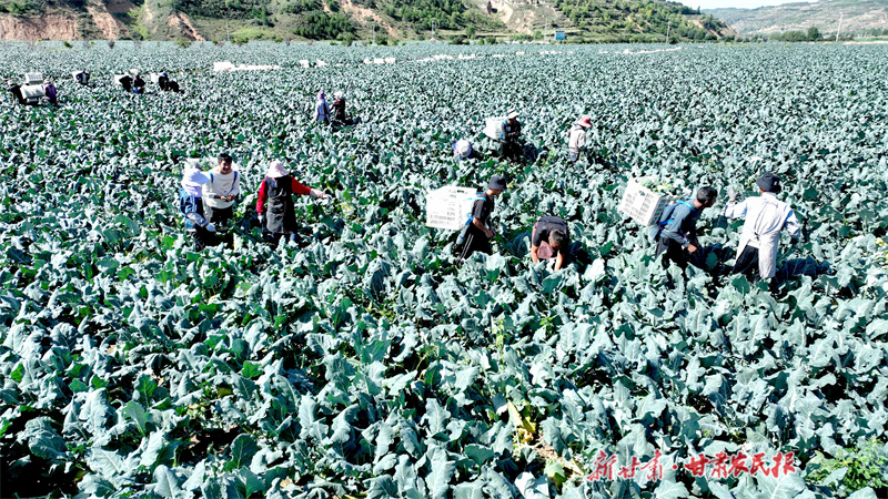 庄浪：高原夏菜秋收忙