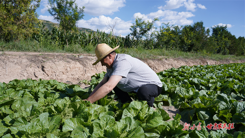 茬茬生金！静宁县复种蔬菜促增收