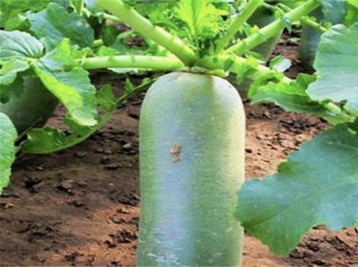 秋茬露地萝卜病虫防控指导意见