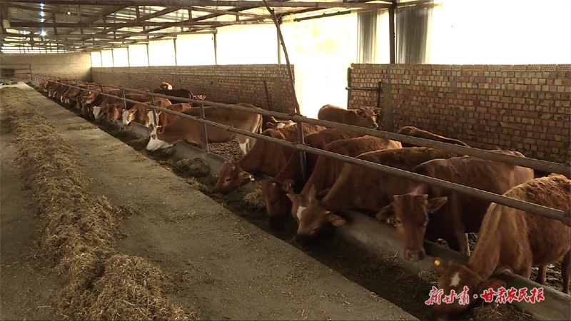 庄浪：做强牛“链”奔富路