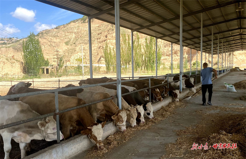 甘谷：紧牵养殖&ldquo;牛鼻子&rdquo; 打造肉牛产业新名片