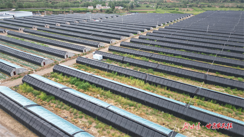 庄浪：“蔬”写产业振兴新希望