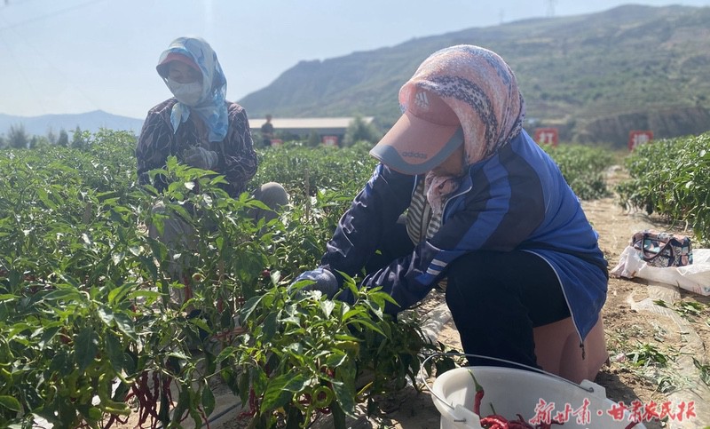 甘谷：５．６万亩辣椒成熟进入采摘期